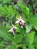 Ophrys exaltata